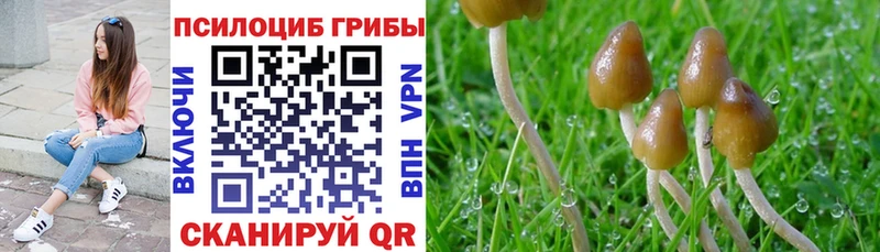 Псилоцибиновые грибы Magic Shrooms  Шилка 
